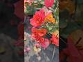 horticultureking Bougainville nursery muchisha | wholesale plant nursery | online sale available