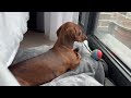 mini dachshund s new morning routine