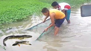 Best Fishing video .Amazing Traditional Net Fishing .