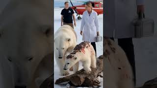 Volunteers rescue baby bear, saving it from serious barnacle injuries  #animals