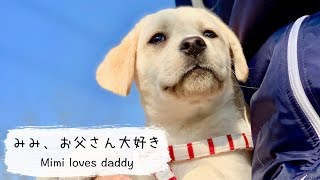 【ラブラドール子犬】みみ、お父さん大好き/Labrador Mimi loves daddy #9