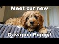 Surprise! Meet our Cavapoo Puppy!