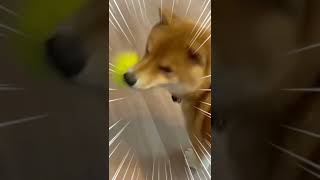 ミス‼️ボール遊びしていたら… 【柴犬】豆柴ぽてと