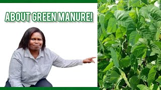 Using green manure to improve your crop yield!