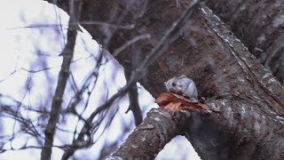 《4K》エゾモモンガ　北海道 道東 オホーツク 4K映像　2022