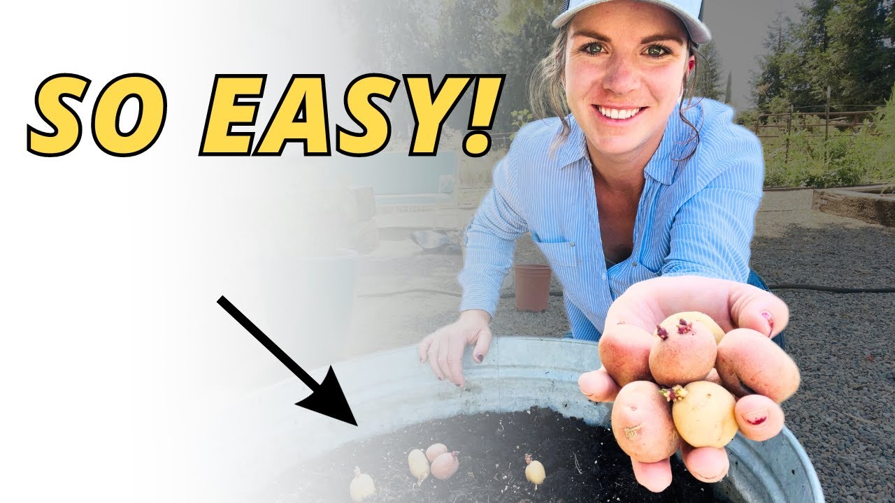 How To Grow Potatoes In Containers The Simple Way! - YouTube