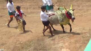 சிவகங்கை மாவட்டம் செல்லியம்பட்டி மஞ்சுவிரட்டு 9.4.2024 பகுதி 2