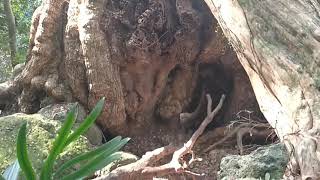 【熊野百景】樹・岩 神内神社  in 紀宝町神内