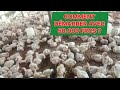 Devis élevage de poulets avec 50.000 frcs