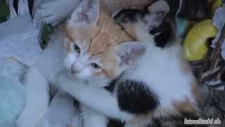 【瀬戸の野良猫日記】2014 5 31 赤ちゃん猫の戦い 茶トラ白猫 vs 三毛猫 Battle of the baby cat　Tortoiseshell cat to cat cream