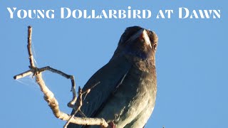 Young Dollarbird