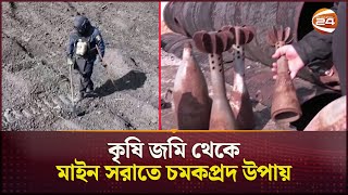 কৃষি জমি থেকে মাইন সরাতে চমকপ্রদ উপায় বের করেছে ইউক্রেনের কৃষকরা | Ukrain | Channel 24