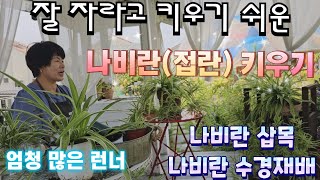 나비란(접란) 키우기/ 나비란수경재배/ 런너/러너 엄청 많아요!, 나비란삽목, 잘 크고 키우기 쉬워요, 나비란 잎이 타는 이유