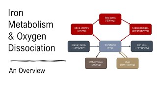 Haematology: Iron Metabolism