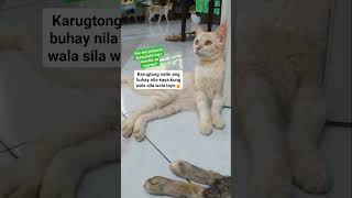 Karugtong sila sa buhay ng tao kaya kung wala tayo wala din sila!!  #CATPL0WER 🐈🇵🇭       #stopcruel