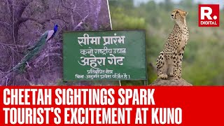 Cheetah Sightings Spark Tourists’ Excitement At Kuno National Park In Madhya Pradesh