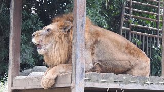 旅立ったパートナーを呼び続けるライオン（バリー君）とべ動物園