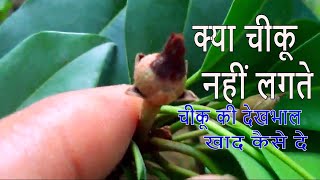 चीकू की देखभाल कैसे करे /कौन-सा खाद कब डालें /How to Care Sapodilla Tree-17 Sep 2017/Mammal Bonsai चीकू की देखभाल कैसे करे /कौन-सा खाद कब डालें /How to Care Sapodilla Tree-17 Sep 2017/Mammal Bonsai