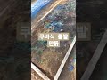 shorts 푸추밭 쿠바식틀밭만들기 spring