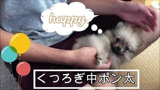 ポン太から会いに行きます！ ポメチワミックス子犬　ポン太