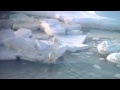 WWF-Canada Polar Bear Tracker