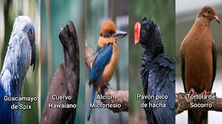5 Aves Extintas en Estado Silvestre y sus Cantos