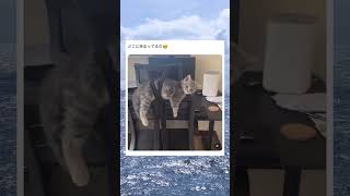 意味のわからないところに挟まる猫wwwww#猫 #面白い #おもしろ #tiktok #twitter #2ch #5ch