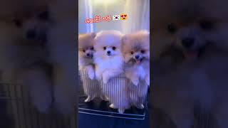 මොනද එයා මේ කියන්නේ...😢 මේ කූඩෙම ඕනේ කාටද...😍#korea #doglover #vairalvideo #vairalshort #song