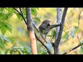 2024.11.14・楽しい野鳥観察の変速動画.59sec