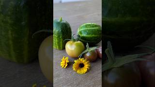 Today's harvest from the garden 🌱🌼🥒🍅.