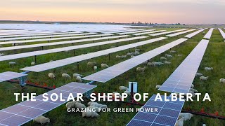 The Fabric of Canada: The Solar Sheep of Alberta