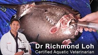 Treating aquarium heater burns on freshwater stingray with Dr Loh Fish Vet