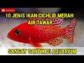 Education Manjakan Mata Dengan 10 Ikan Cichlid Merah Air Tawar Sangat Cantik Di Aquarium