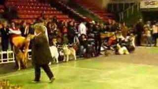 DogShow, Kaunas (LT)'19/20-01-2008