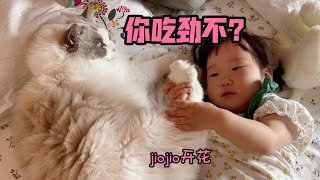 小主人沉迷给布偶猫捏jio不能自拔猫比亲爹带娃靠谱系列