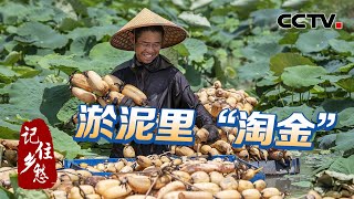 淤泥里能“淘金”？猜猜重庆这座小山村靠什么过上“巴适”小日子？20220216 |《记住乡愁 第八季》CCTV中文国际