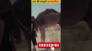 ऊट की सम्पूर्ण जानकारिया|| AMAZING FACTS ABOUT CAMEL #viral #shorts #hindifacts #facts #real