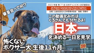 【審査会って何？】日本チャンピオン決定審査会で ボクサー犬の美男・美女を見学してきました