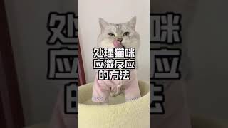 猫咪出现应激反应要怎么处理呢？这或许就是最好的答案#猫#猫咪应激#养猫新手