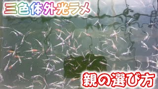 【めだか】三色体外光ラメ、全てが三色にならない・・・。サムネの種親公開します。Ｂ型おやじ