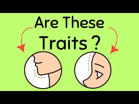 How genes are responsible for specific traits?