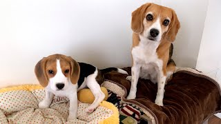 面倒見のいい先住犬と眠いのに遊んで欲しくてぐずる子犬【ビーグル多頭飼い】Beagle Puppy