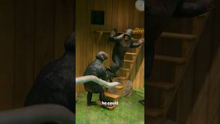 The Five Monkeys Hypothetical 🐒