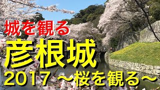 《彦根城》2017 〜桜を観る〜