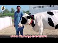 lajpal dairy farm australian cows friesian cross cows jani best