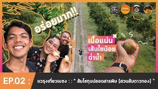 ส้มโชกุนปลอดสารพิษ ของดีที่สวนส้มดาวทอง เบตง [แวรุง ไปไหน]