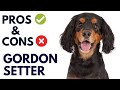 Gordon Setter Dog Pros and Cons | Gordon Setter Advantages and Disadvantages #AnimalPlatoon