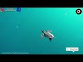 कछुए का जीवन चक्र turtle life cycle video life cycle of turtle in hindi kachhua ka janm