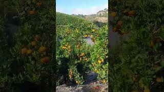 Beautiful farm with delicious tangerines!