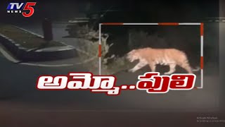 పెద్దపులి కలకలం | Tiger Wandering On Roads In Adilabad Dist | TV5 News